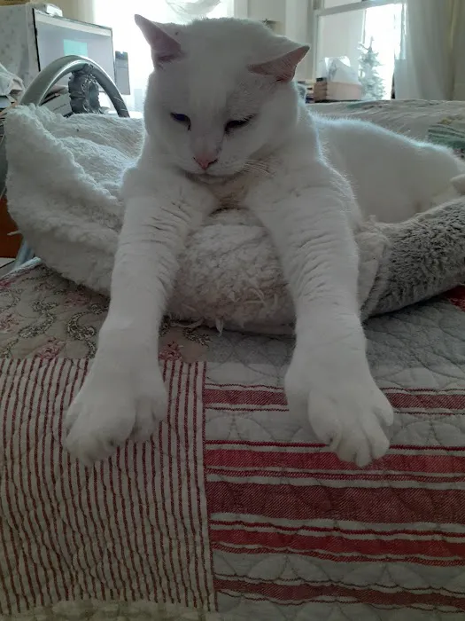 Lenox Cat Hospital 12