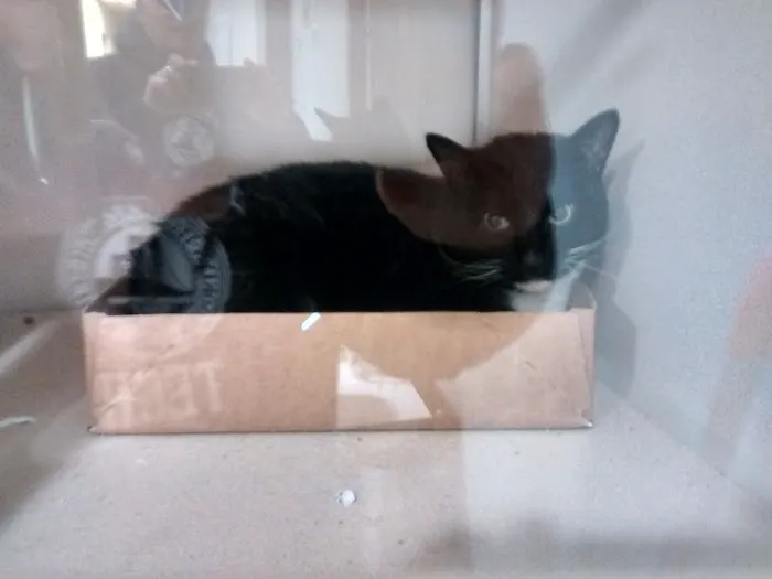 Lenox Cat Hospital 12