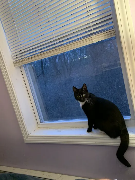 Lenox Cat Hospital 12