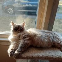 Lenox Cat Hospital ico