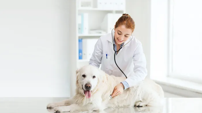 South St Veterinary Services 12