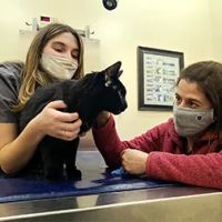 Pittsfield Veterinary Hospital ico