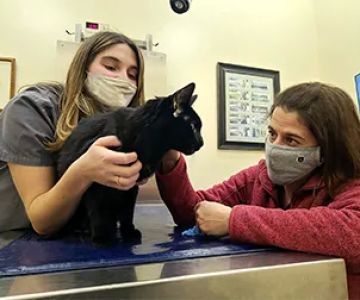 Pittsfield Veterinary Hospital