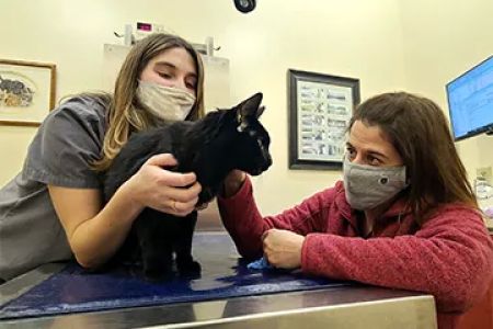 Pittsfield Veterinary Hospital