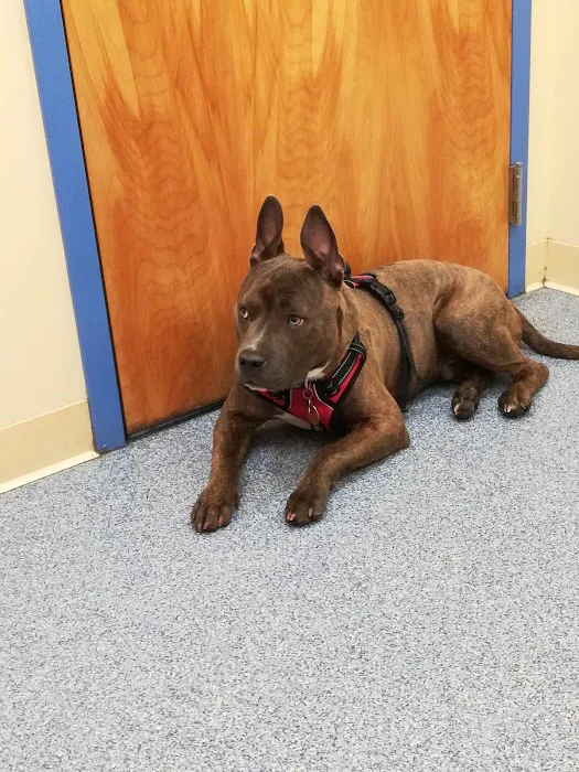 Pittsfield Veterinary Hospital 12