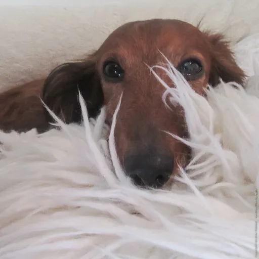 Canton Animal Hospital LLC 5