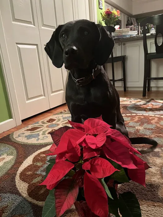 Canton Animal Hospital LLC 3