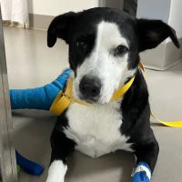 Leshem Veterinary Surgery ico