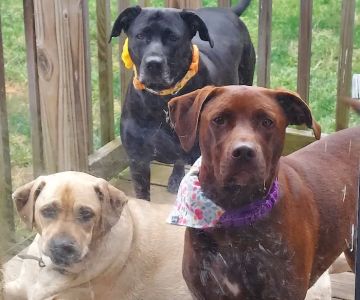 Roaring Brook Veterinary Hospital