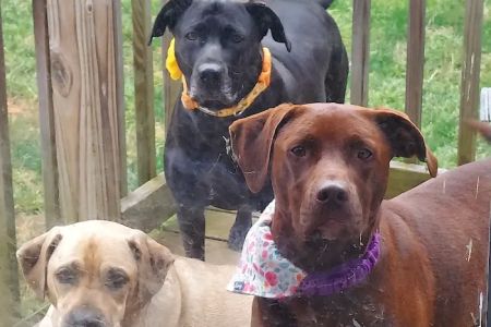Roaring Brook Veterinary Hospital