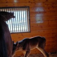 Equine Clinic At Oakencroft ico