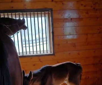 Equine Clinic At Oakencroft