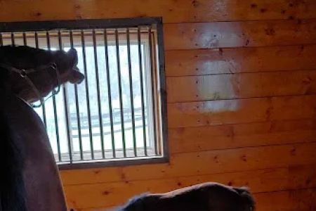 Equine Clinic At Oakencroft