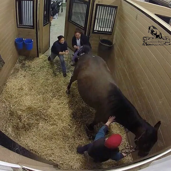 Equine Clinic At Oakencroft 12