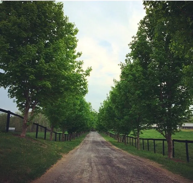 Equine Clinic At Oakencroft 12