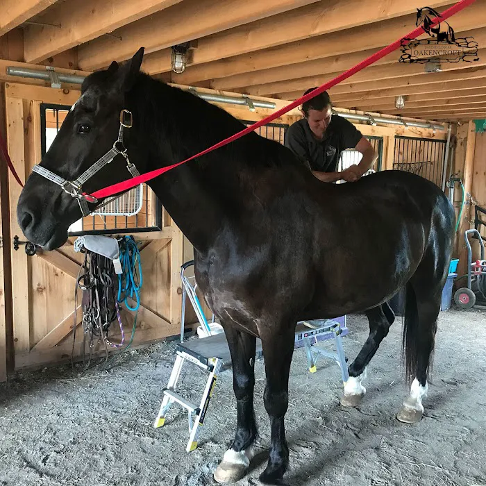 Equine Clinic At Oakencroft 12