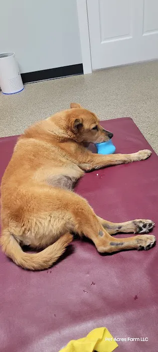 Alternative Veterinary Therapies 12