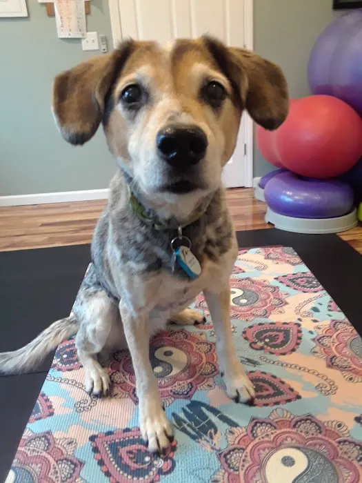 Alternative Veterinary Therapies 12
