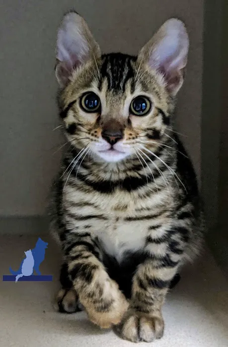Delmar Animal Hospital 3
