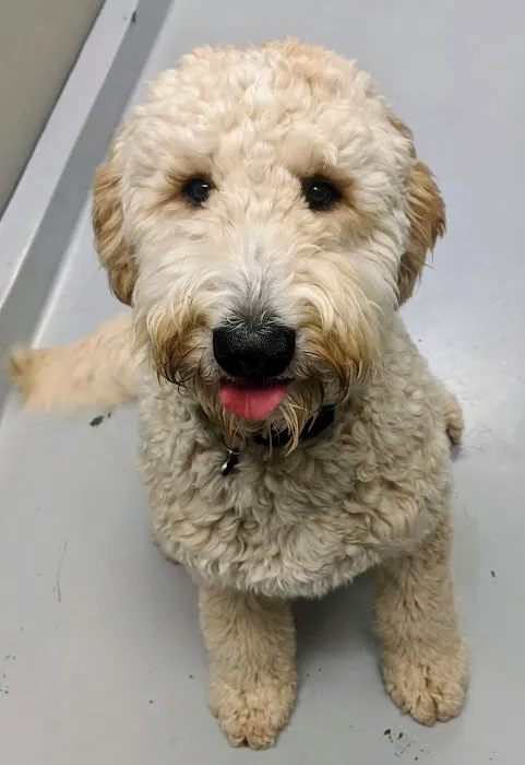 Delmar Animal Hospital 5