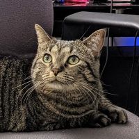 Delmar Animal Hospital ico