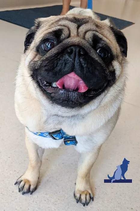 Delmar Animal Hospital 10
