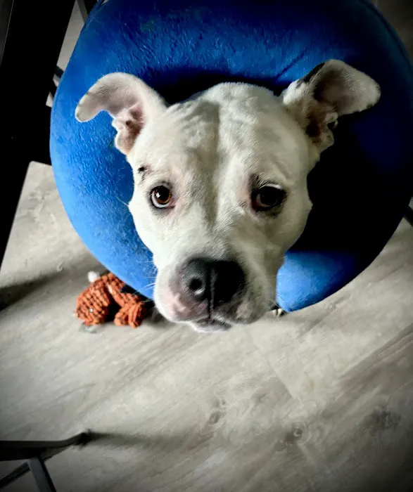 Nassau Veterinary Clinic 12