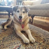 Nassau Veterinary Clinic ico