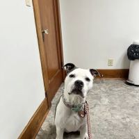 Bethlehem Veterinary Hospital ico