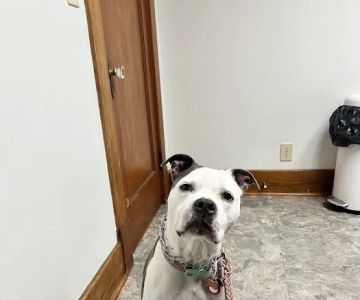 Bethlehem Veterinary Hospital