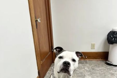 Bethlehem Veterinary Hospital