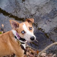 Drumm Veterinary Hospital ico
