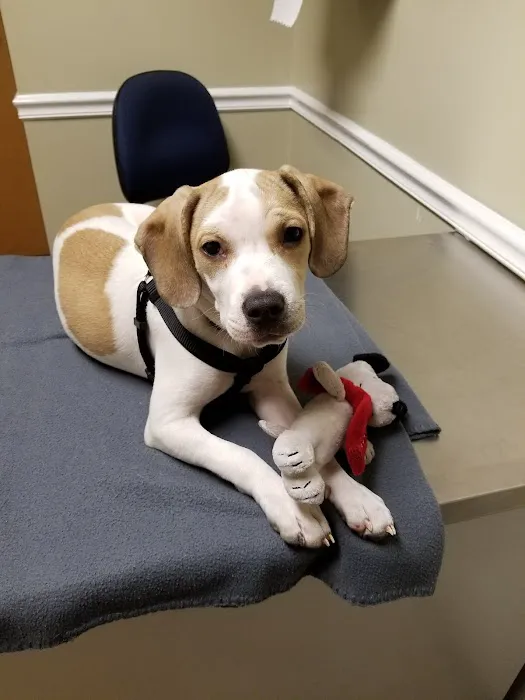 East Greenbush Animal Hospital 12