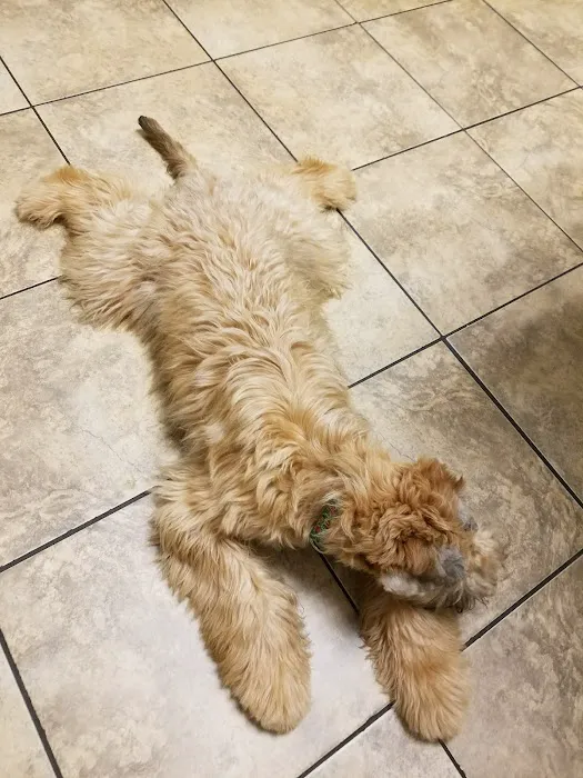East Greenbush Animal Hospital 12