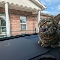East Greenbush Animal Hospital ico
