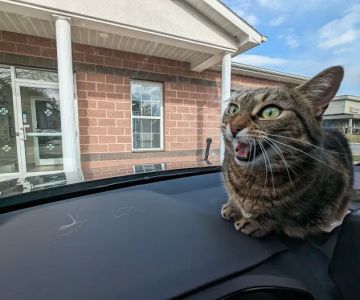 East Greenbush Animal Hospital