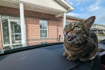 East Greenbush Animal Hospital