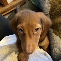 Bloomingrove Veterinary Hospital ico