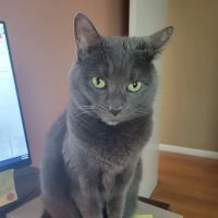 Advanced Veterinary Care ico