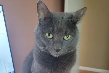Advanced Veterinary Care