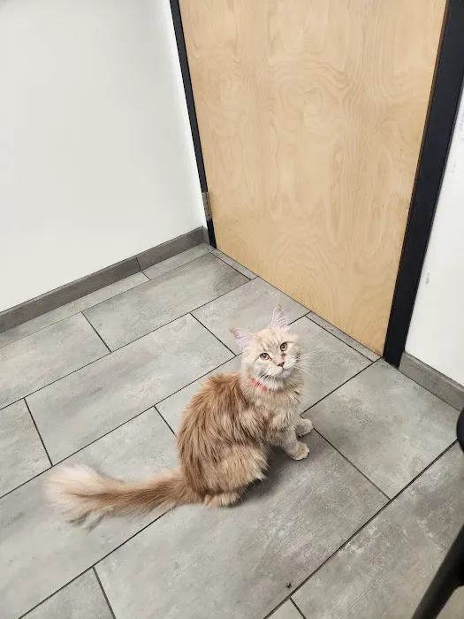 VCA Old Canal Animal Hospital 12