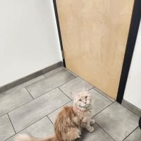 VCA Old Canal Animal Hospital ico