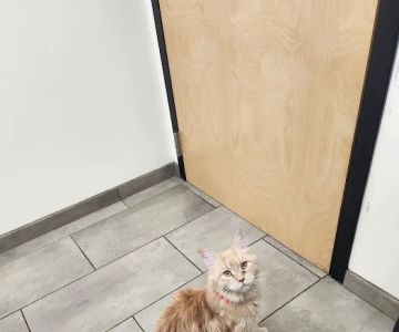VCA Old Canal Animal Hospital