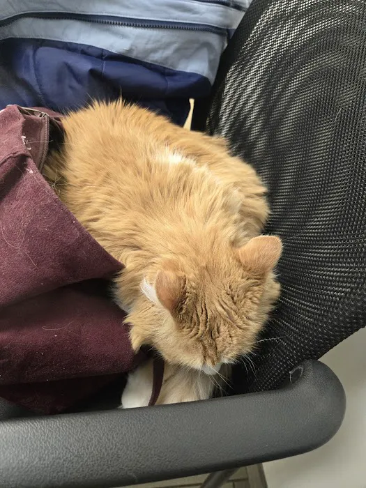 VCA Old Canal Animal Hospital 12