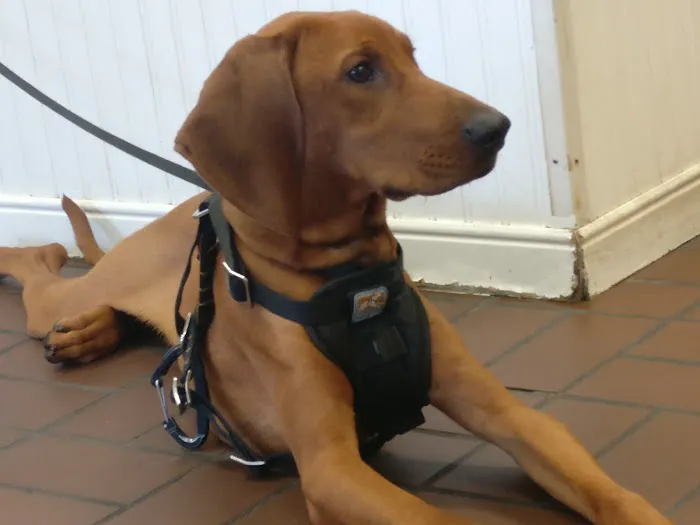 VCA Old Canal Animal Hospital 12