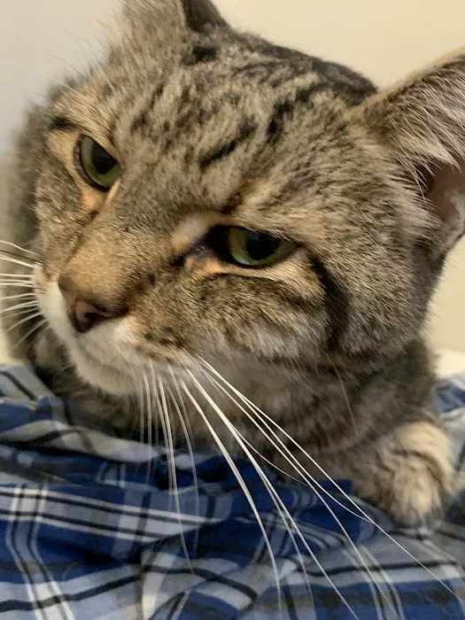 Veterinary Urgent & Well Care Center Of Plainville 12