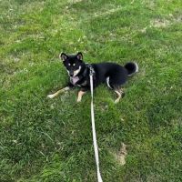 Banfield Pet Hospital ico
