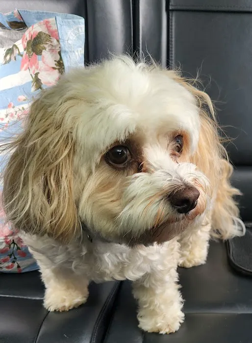Avon Veterinary Clinic: Morganti Thomas D DVM 1