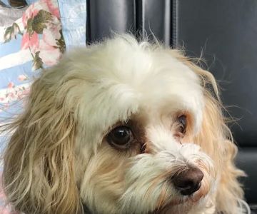 Avon Veterinary Clinic: Morganti Thomas D DVM