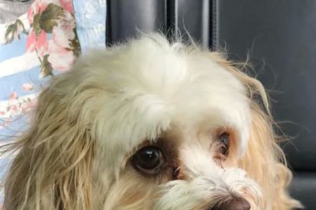 Avon Veterinary Clinic: Morganti Thomas D DVM